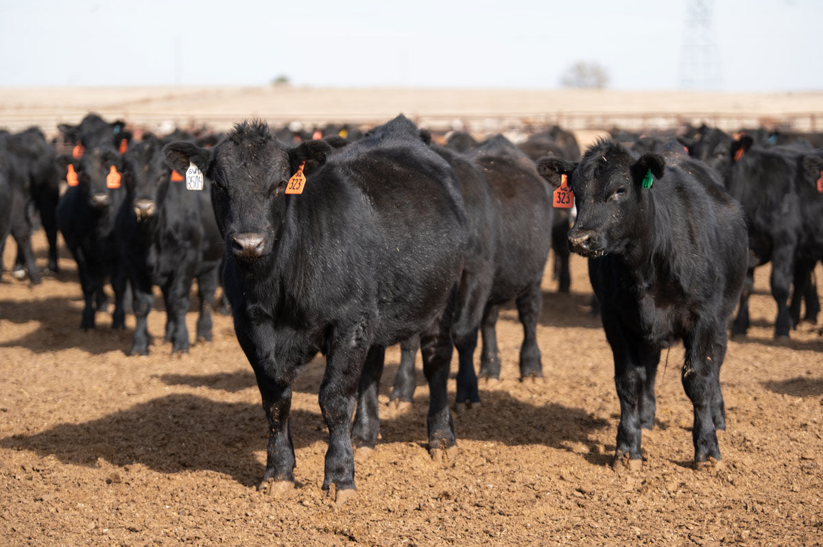 FL Feeder Calves Generic